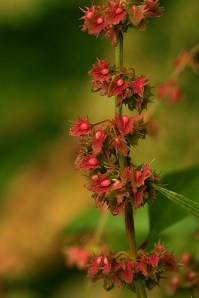 Broad-Leaved Dock flowers from http://www.english-country-garden.com