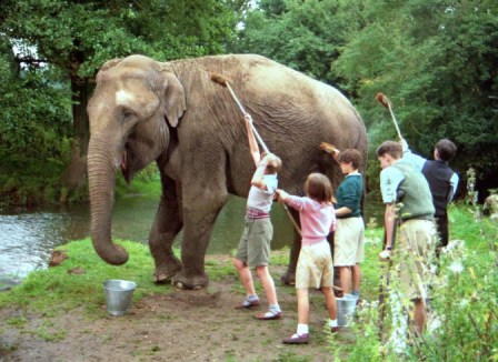 The cast washing an Elephant in Five Go Off to Camp. 