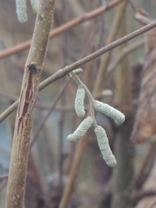 Hazel Catkins by Stephanie Woods