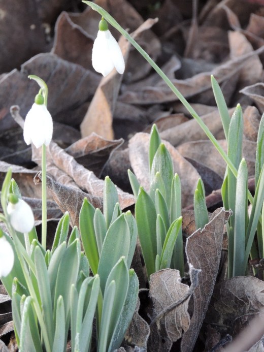 Snowdrops by Stephanie Woods