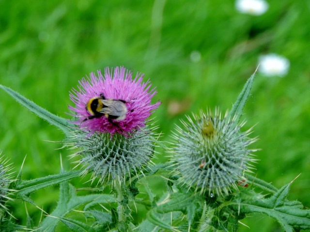 Bee on thistle at Monikie