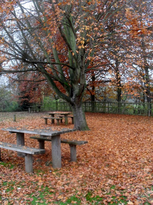 Beautiful Autumn Leaves at Bourne End by Stephanie Woods
