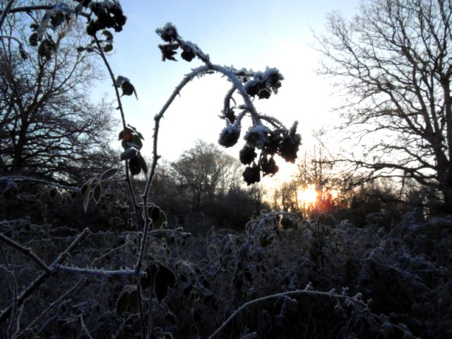 Winters Morning Frost
