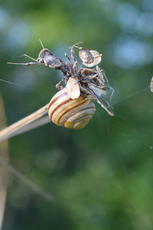 Snail on Dead Flower by Stephanie Woods