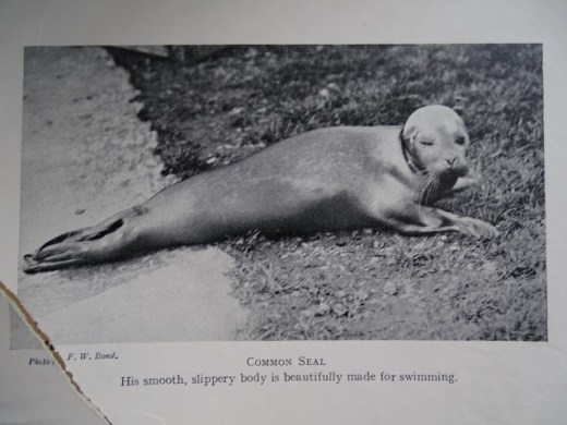 London Zoo seal