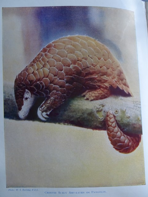 pangolin ant eater london zoo