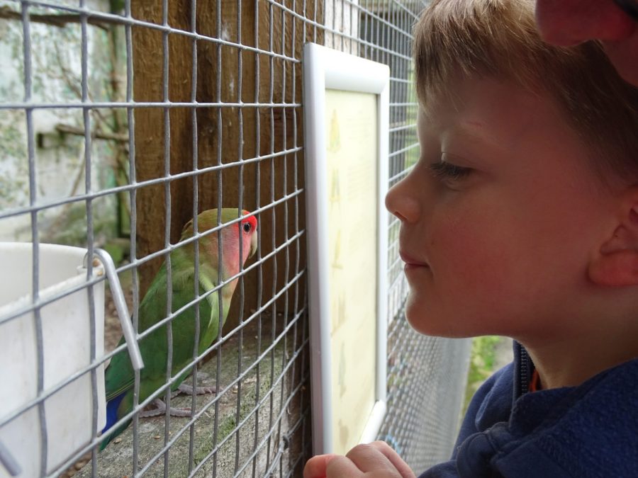 looking at a love bird auchingarrich