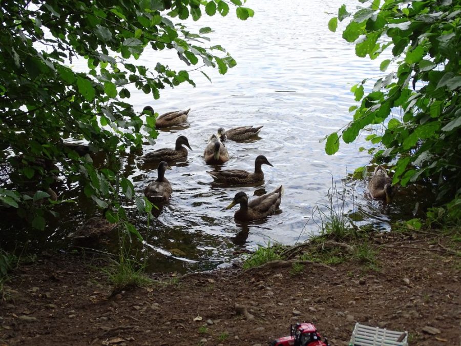 ducks on pond at nature reserve