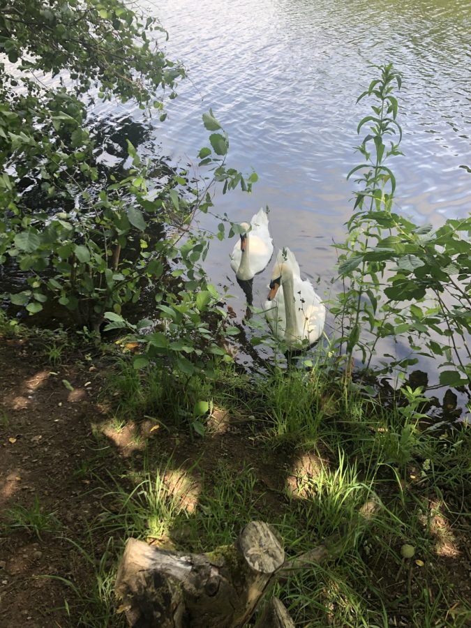 swans on the loch