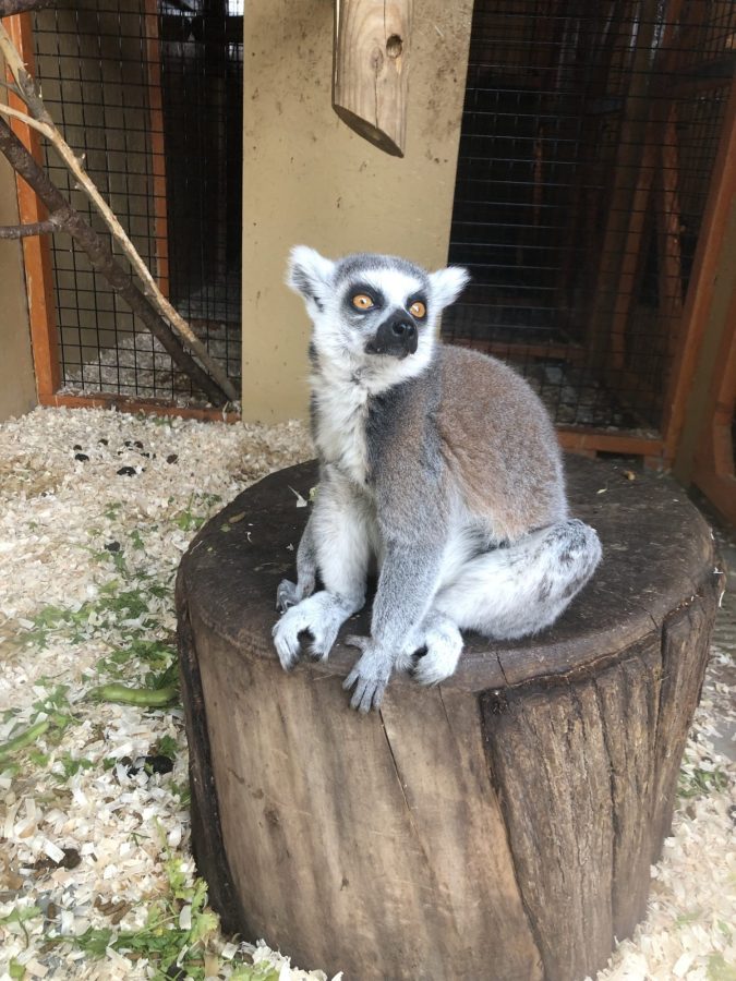 lemur