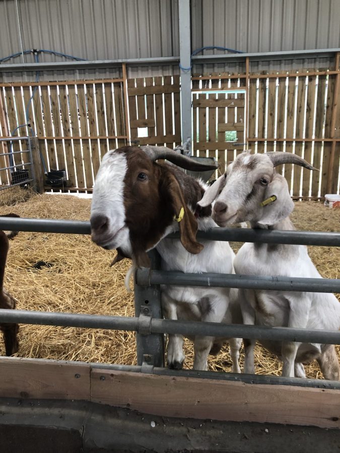 two goats at a fence
