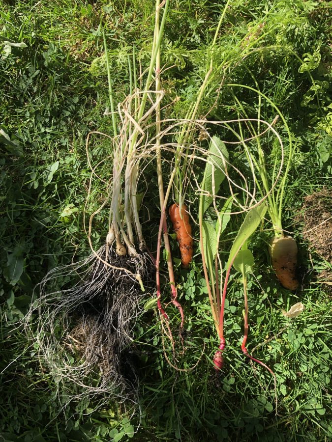 tiny home grown vegetables