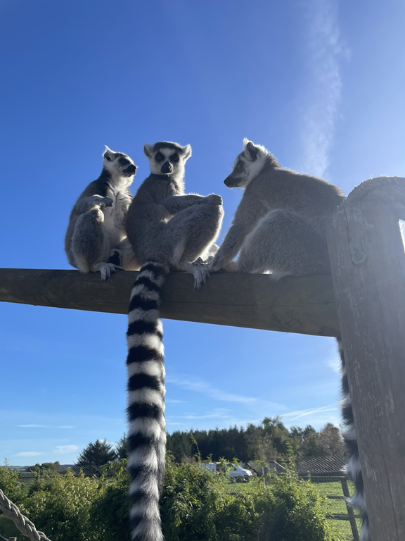 IMG_6471 (Copy) (Copy)